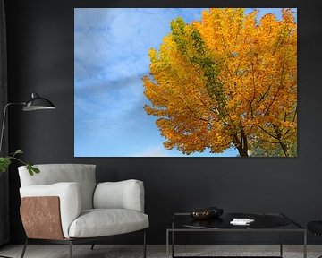 Vivid autumn color of a maple tree