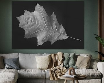 Autumn dry oak leaf in BW