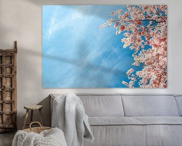 Cherry blossom branch in front of a blue spring sky by Alexander Baumann
