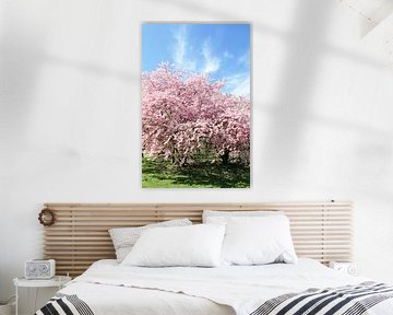 Blossoming cherry trees in spring