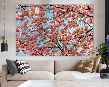 Sea of cherry blossoms against a blue sky by Alexander Baumann