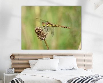 Grote waterjuffer van Matthias Brix