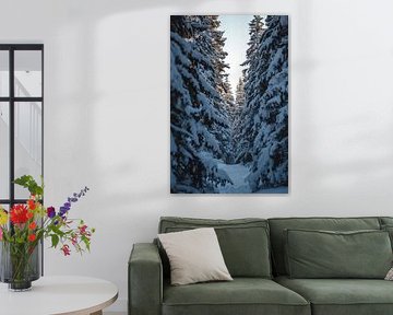 Winterpad in het dennenbos van Dante S