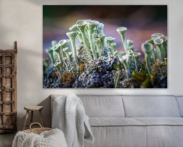 Traces of wonder by Jos Crooymans