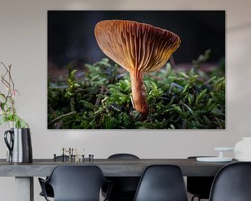 Dancing in the Dark Forest by Jos Crooymans