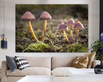 The Secret of the Spores by Jos Crooymans