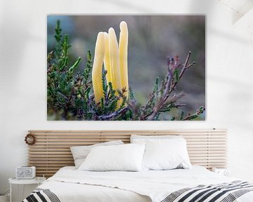 Heathknot fungus by Jos Crooymans