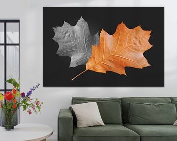 Autumn dry oak leaves