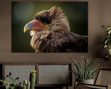 Caracara huppé sur Jos Crooymans