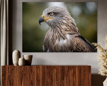 Cerf-volant noir sur Jos Crooymans