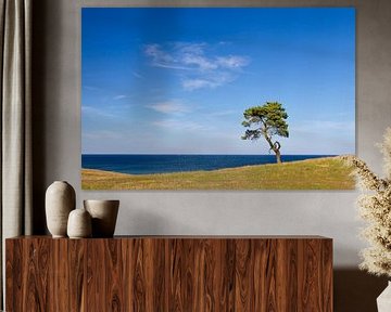 Kiefer Haväng von Sven-Erik Arndt