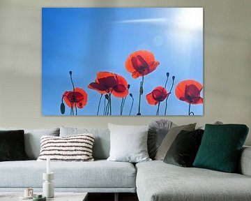 Blooming red poppies