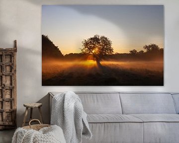 Hêtre solitaire sur Sven-Erik Arndt