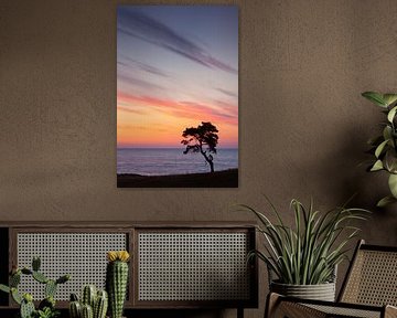 Pine Haväng by Sven-Erik Arndt