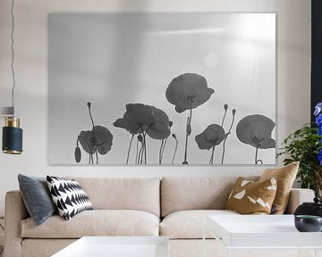 Blooming  poppies in BW