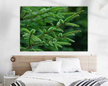 Young vivid green spruce twigs