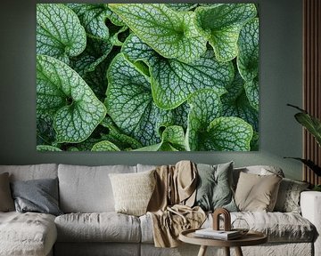 Fresh largeleaf brunnera in close-up