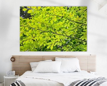Natural forest background with green beech leaves