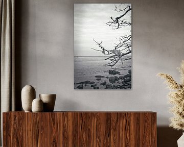 Flechten auf einem Zweig in Schwarz und Weiß