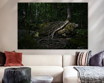 A winding tree root in Nova Scotia by Shottrotter