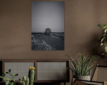 Treibholz in Neuschottland