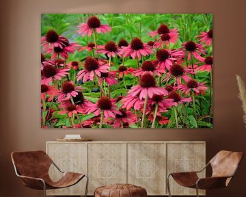 Blooming flowers of Echinacea