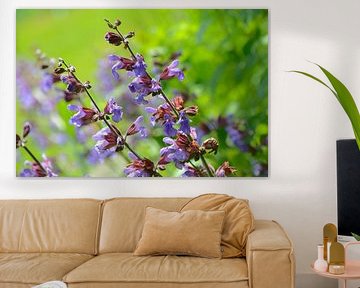 Salvia officinalis in bloom