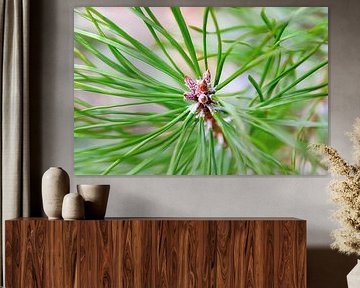 Touch of light at a delicate young pine shoot