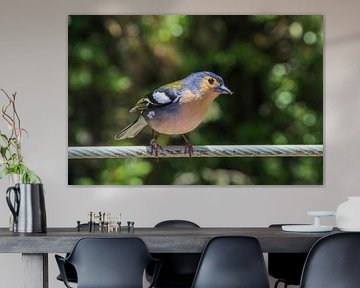 Ailes colorées de Madère sur Foto Moments by M. J. Leenders