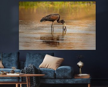 Bec-ouvert africain avec proie sur Chris Stenger