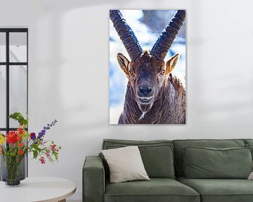 Capricorn frontal portrait