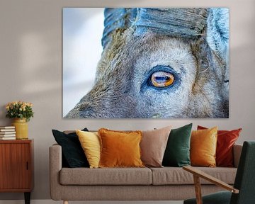 Capricorn eye extremely close up