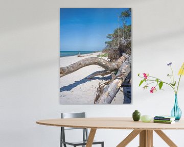 Fischland-Darß-Zingst (Baltic Sea) - Darßer Weststrand