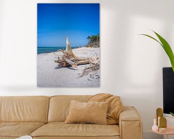 Fischland-Darß-Zingst (Mer Baltique) - Darßer Weststrand