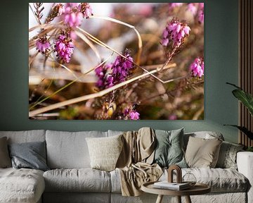 Crocus &amp ; Erika/ bruyère dans le monde de la montagne sur Miriam Schwarzfischer Fotografie