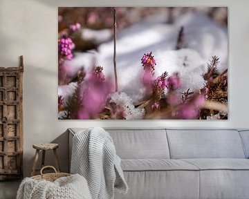 Crocus &amp ; Erika/ bruyère dans le monde de la montagne sur Miriam Schwarzfischer Fotografie