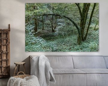 Magisch bos van Matthias Luescher