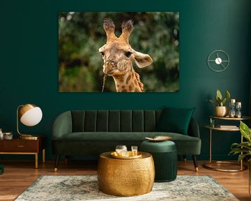 Portrait d'une girafe en train de manger sur Sonny Vermeer