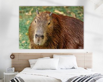 Close-up of a capybara by Sonny Vermeer