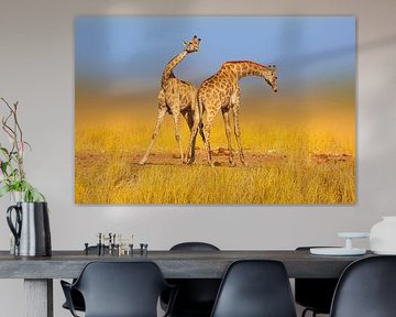 Kämpfende Giraffen in der Savanne von Chris Stenger