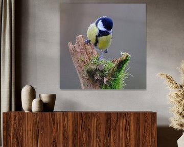 Meisenmaus von Sabrina de Vries