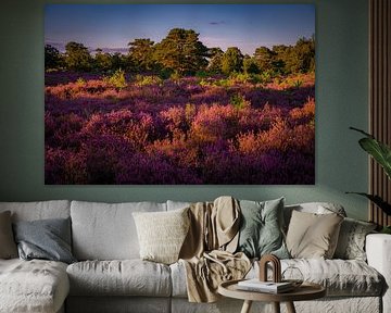 Flowering Heath near Bakkeveen - Sunset over the Purple Landscape by Scarlett Bus