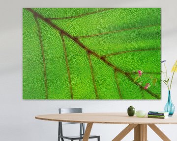 Leaf detail by Sjoerd van der Wal Photography