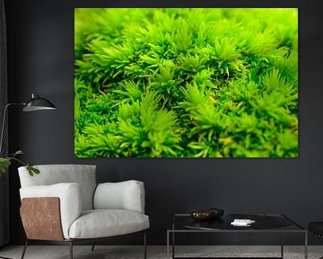 Grünes Moos auf dem Waldboden von Sjoerd van der Wal Fotografie