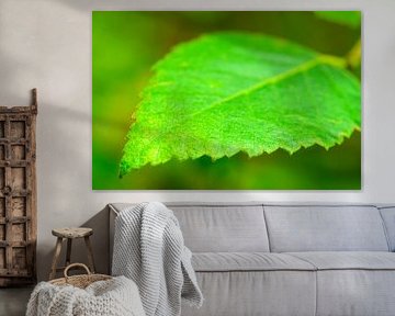 Beech tree leaf detail  by Sjoerd van der Wal Photography