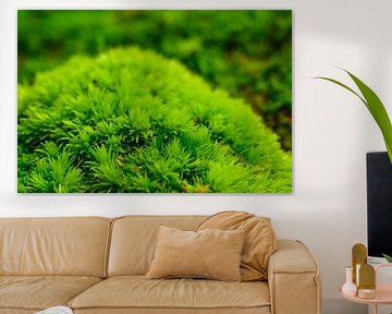 Grünes Moos auf dem Waldboden von Sjoerd van der Wal Fotografie