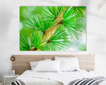 Pine tree detail with fresh green needles by Sjoerd van der Wal Photography