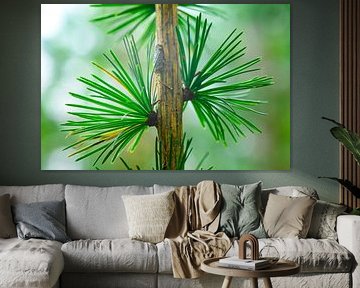 Pine tree detail with fresh green needles by Sjoerd van der Wal Photography