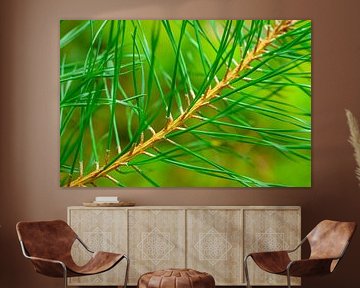Pine tree detail with fresh green needles by Sjoerd van der Wal Photography