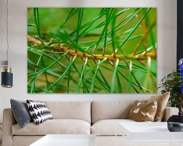 Pine tree detail with fresh green needles by Sjoerd van der Wal Photography